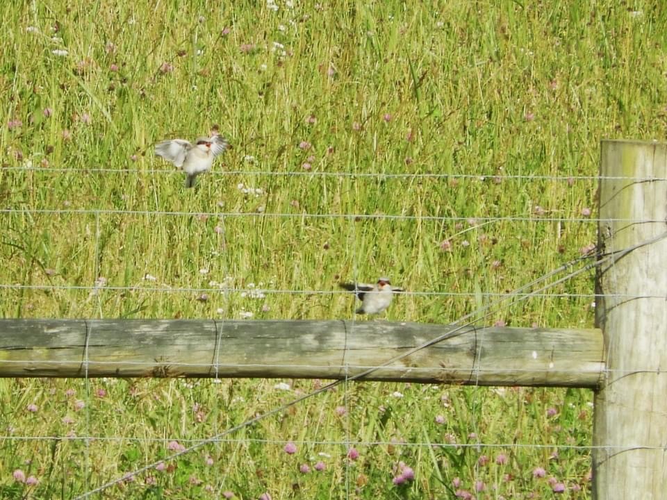 Loggerhead Shrike - ML619870296