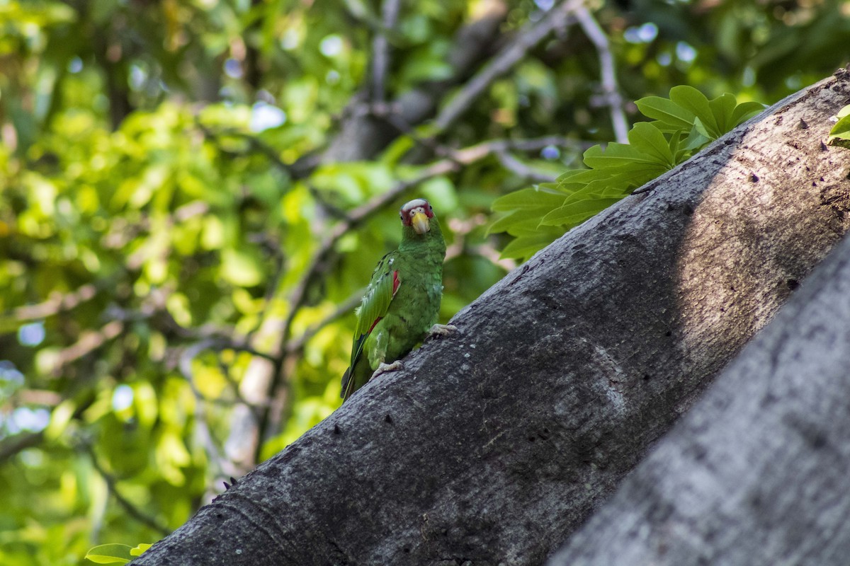 White-fronted Parrot - ML619870300