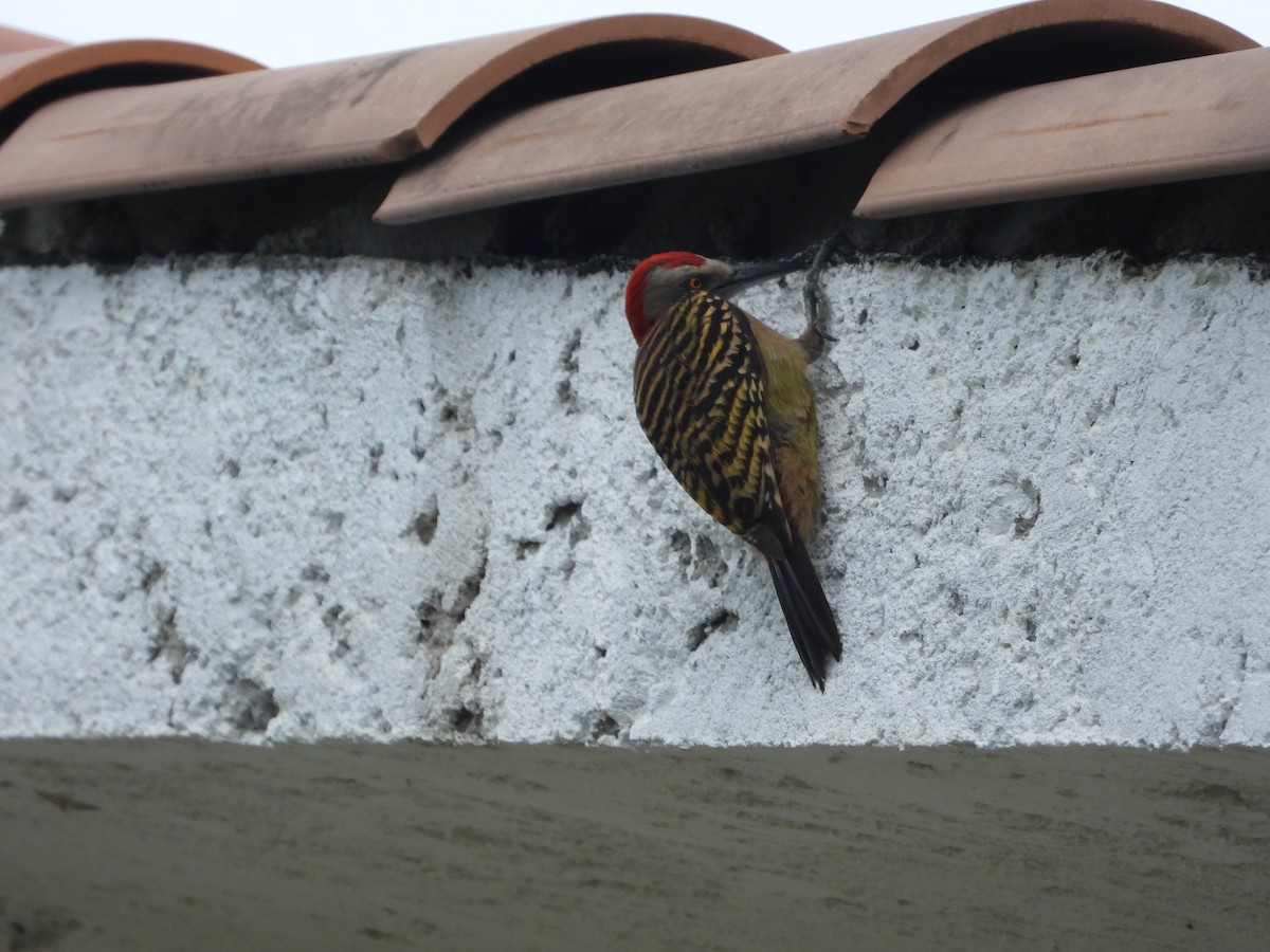 Hispaniolan Woodpecker - ML619870316