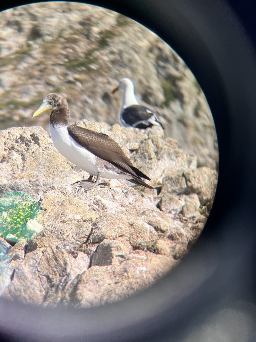 Nazca Booby - ML619870321