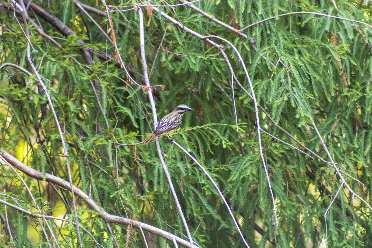 Sulphur-bellied Flycatcher - Gustavo Jiménez