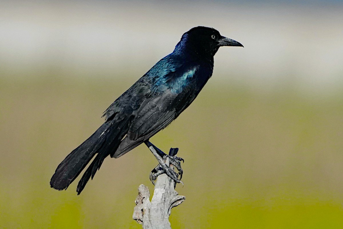 Boat-tailed Grackle - ML619870324
