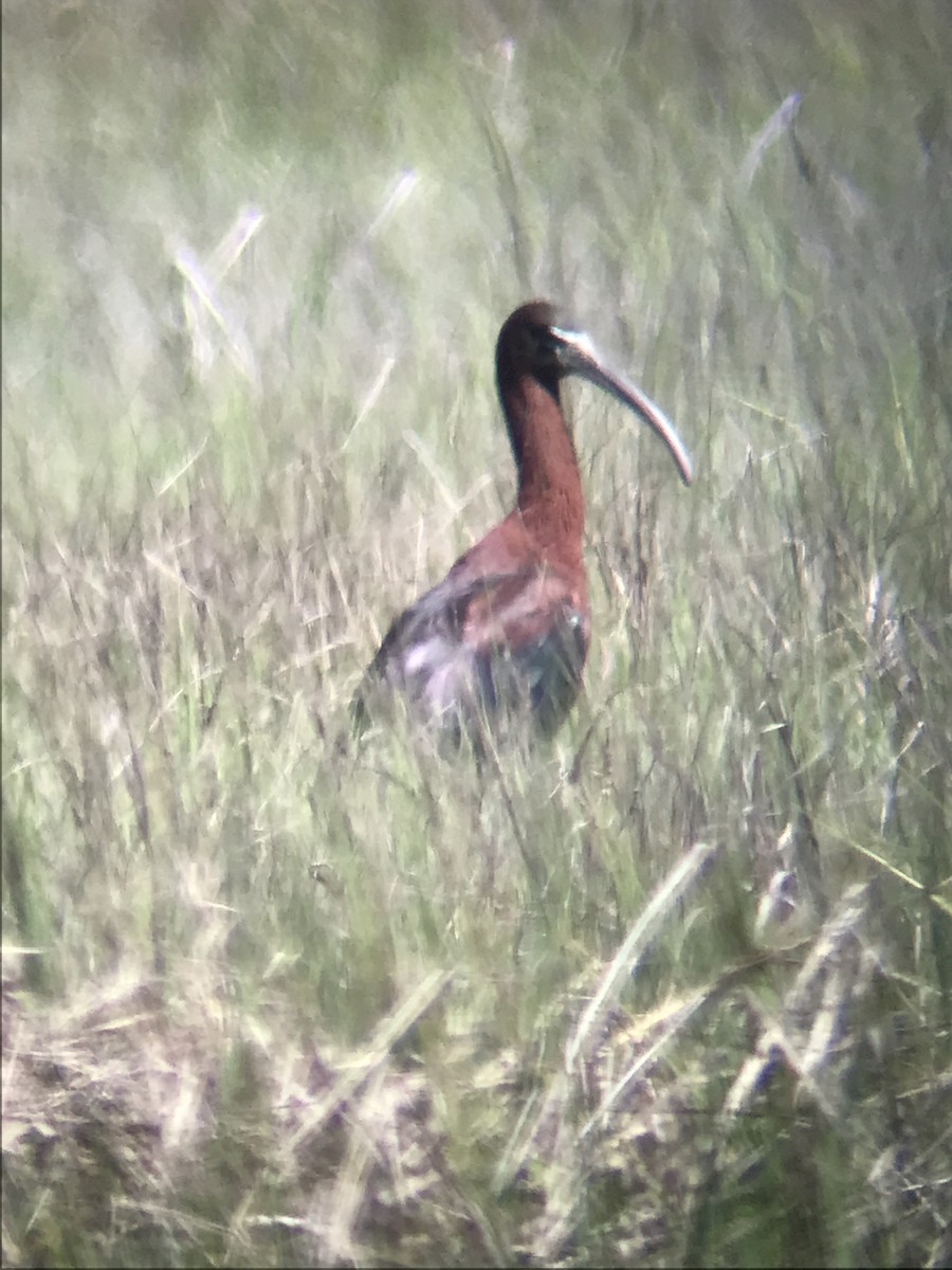 Glossy Ibis - ML619870328