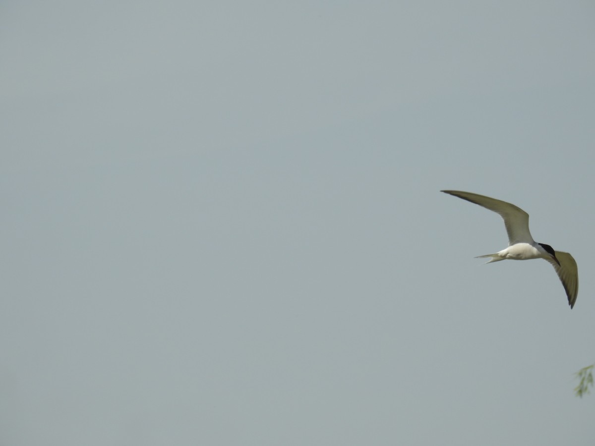 Common Tern - ML619870330