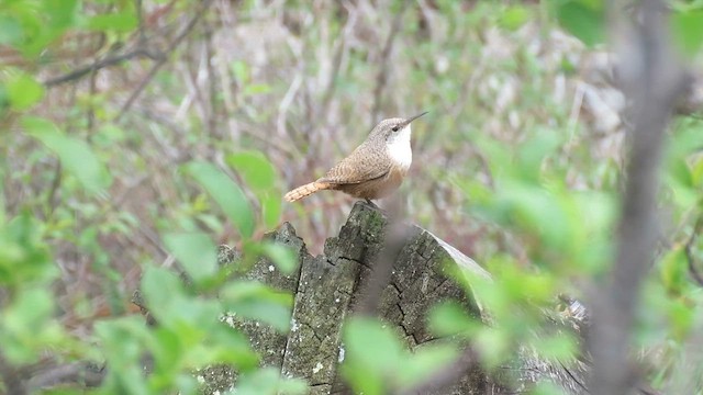 Schluchtenzaunkönig - ML619870336