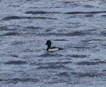 Tufted Duck - ML619870358