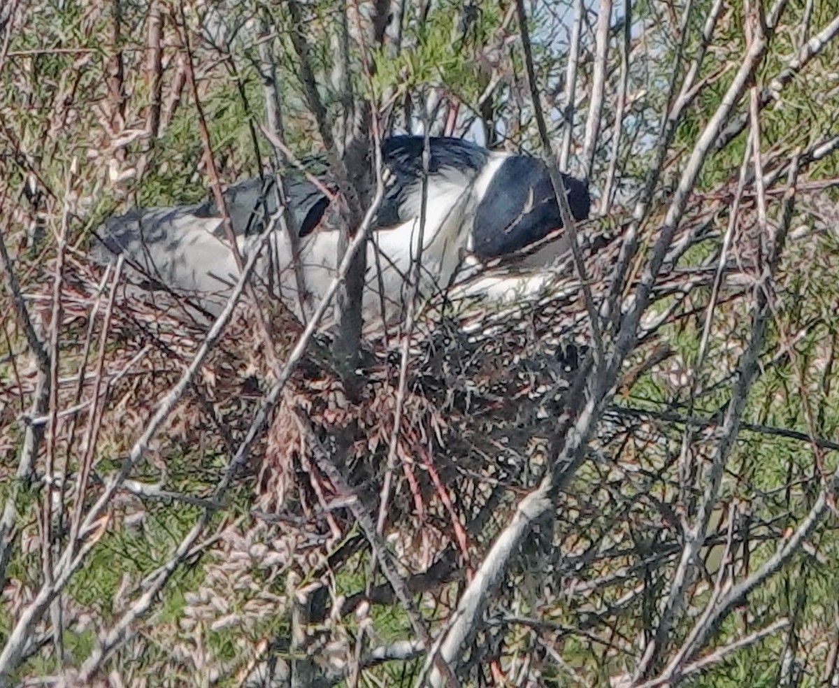 Black-crowned Night Heron - ML619870363