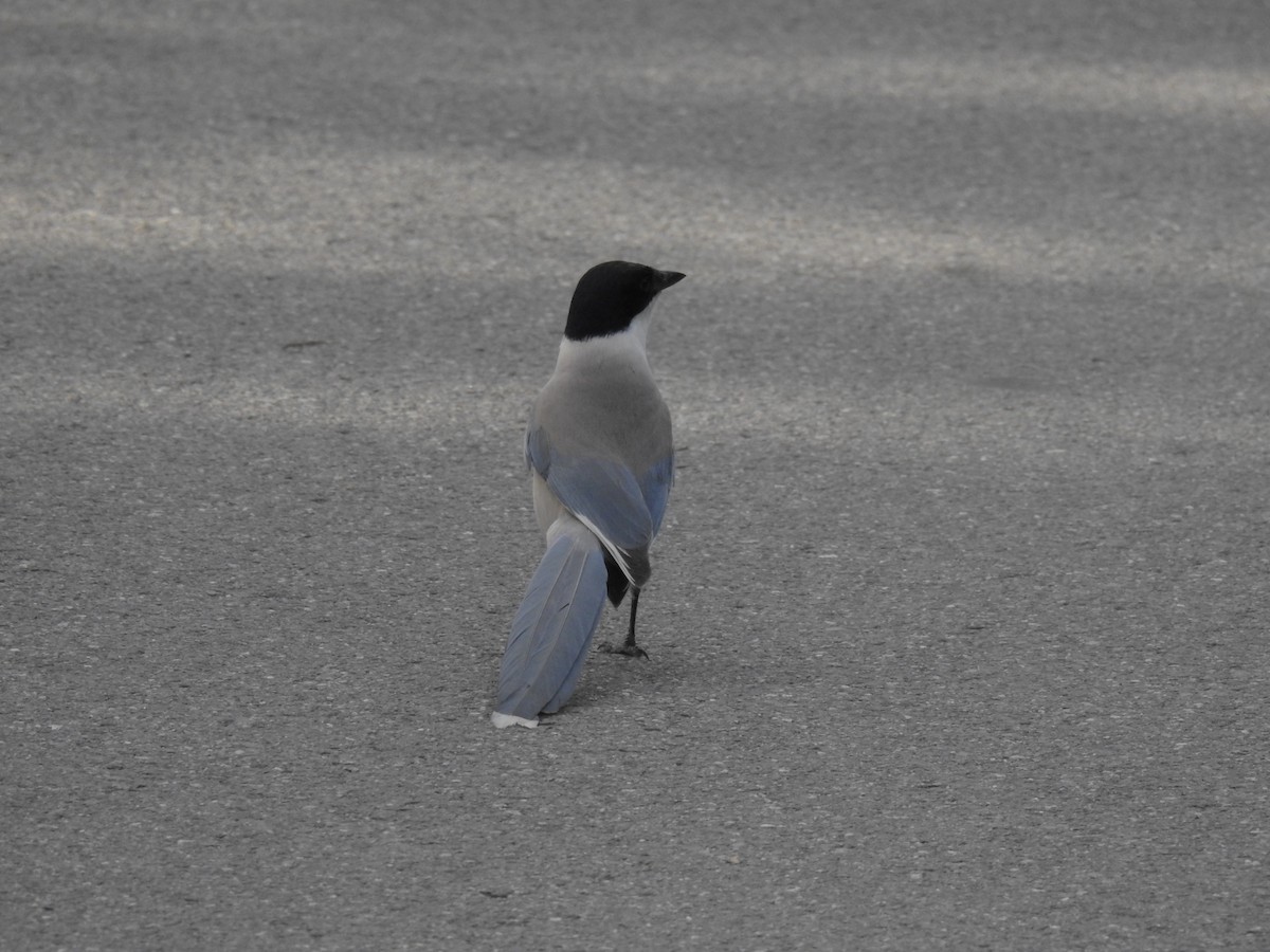 Azure-winged Magpie - ML619870373