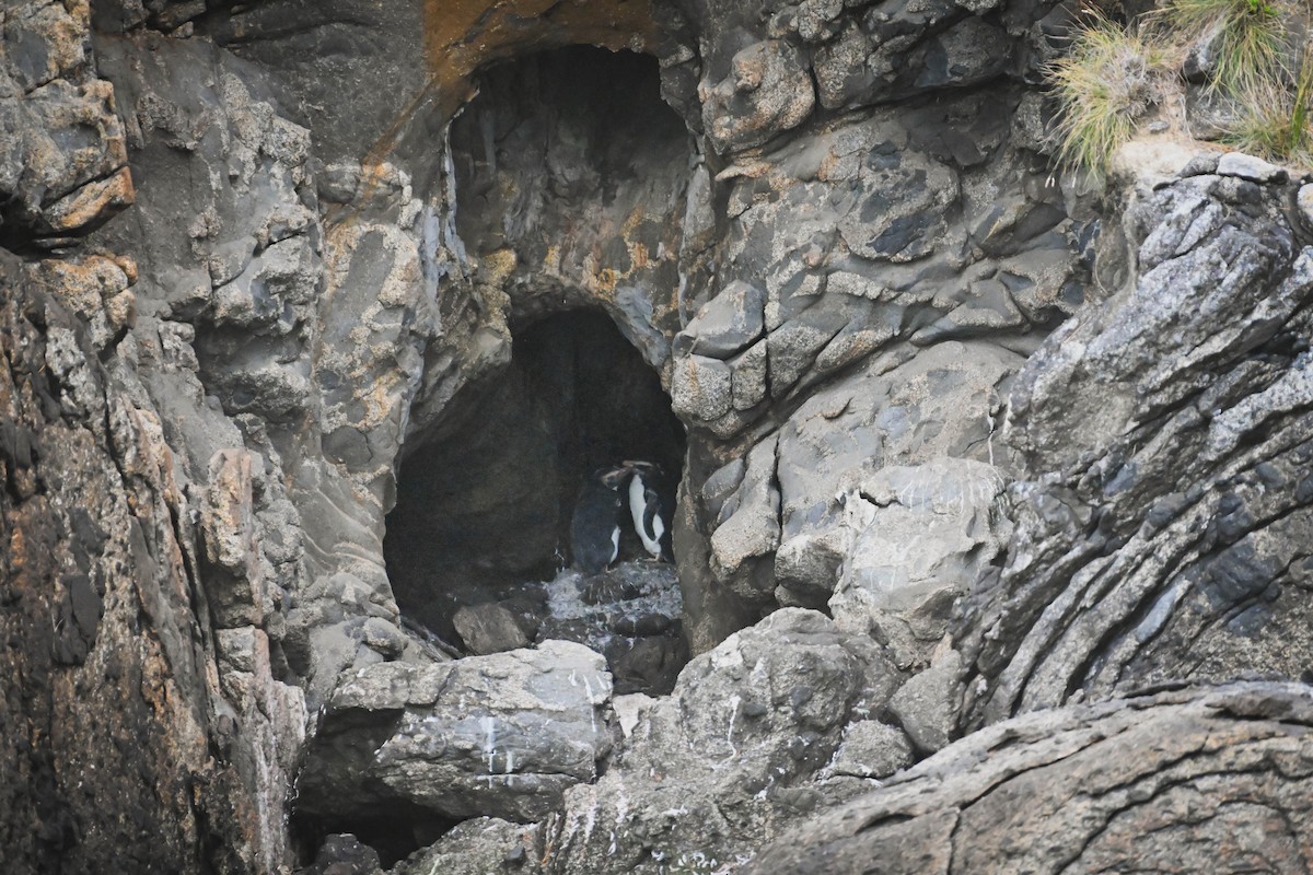 Fiordland Penguin - Alison Stokes