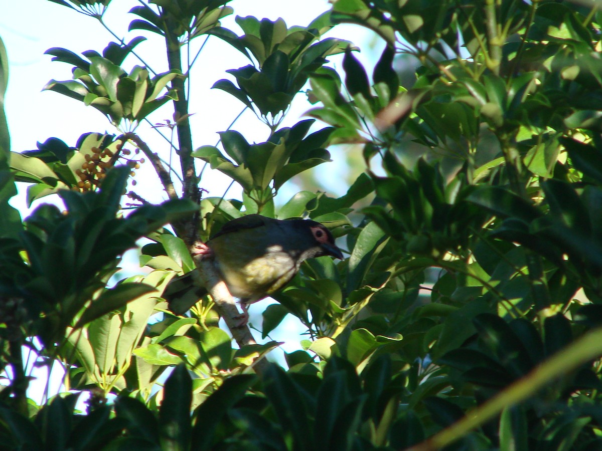 Australasian Figbird - ML619870402