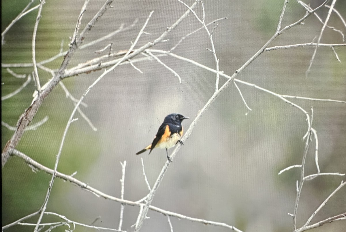 American Redstart - ML619870403