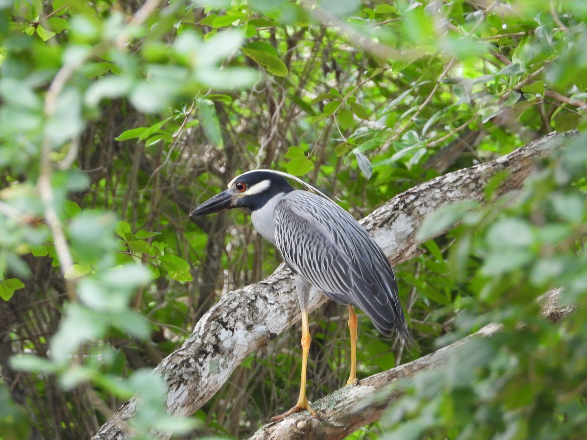 Yellow-crowned Night Heron - ML619870423