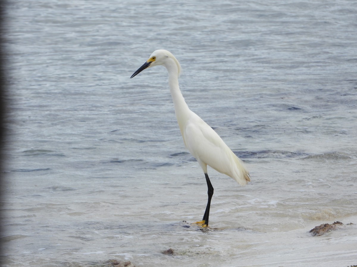 Snowy Egret - ML619870426