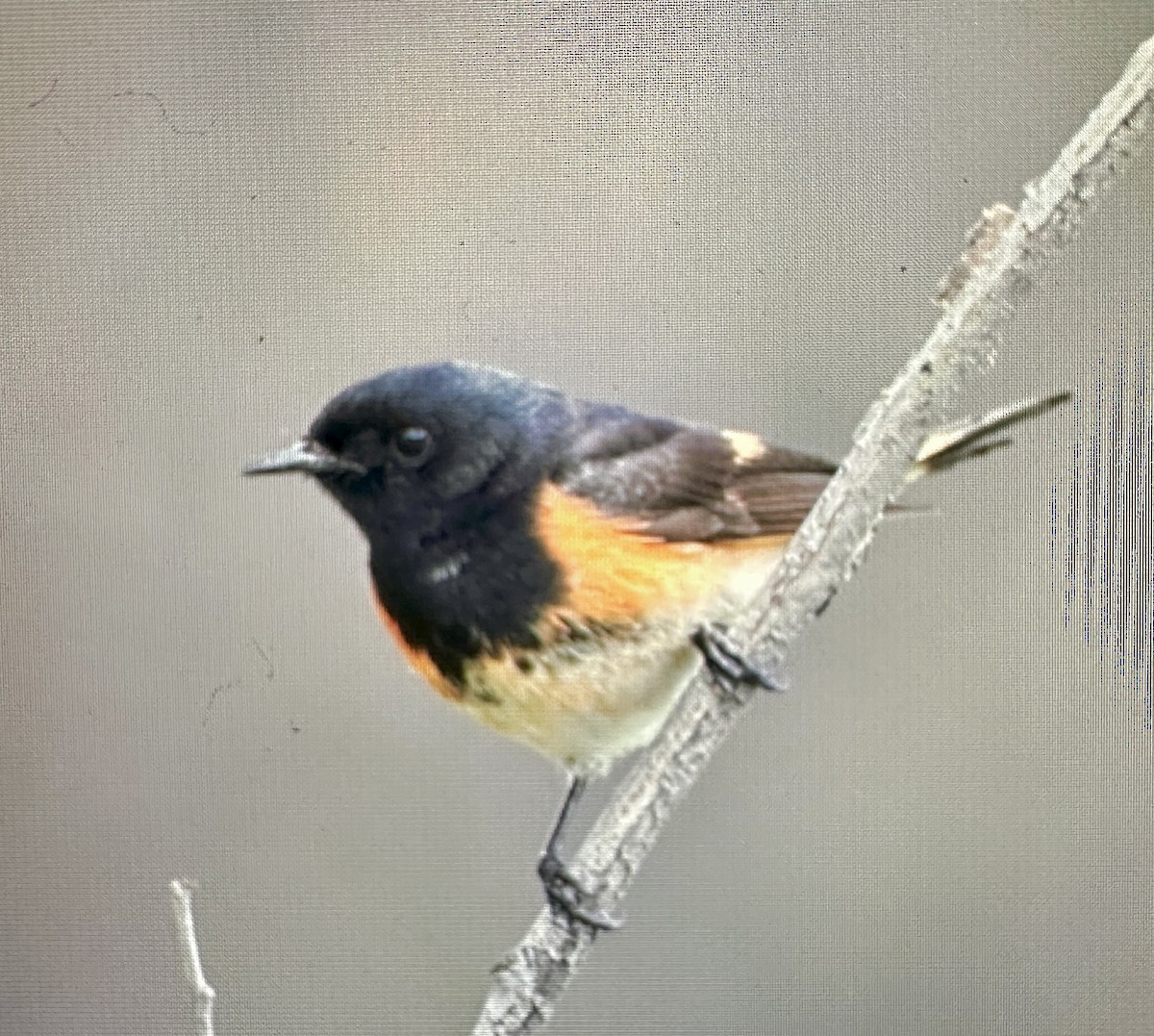 American Redstart - ML619870429