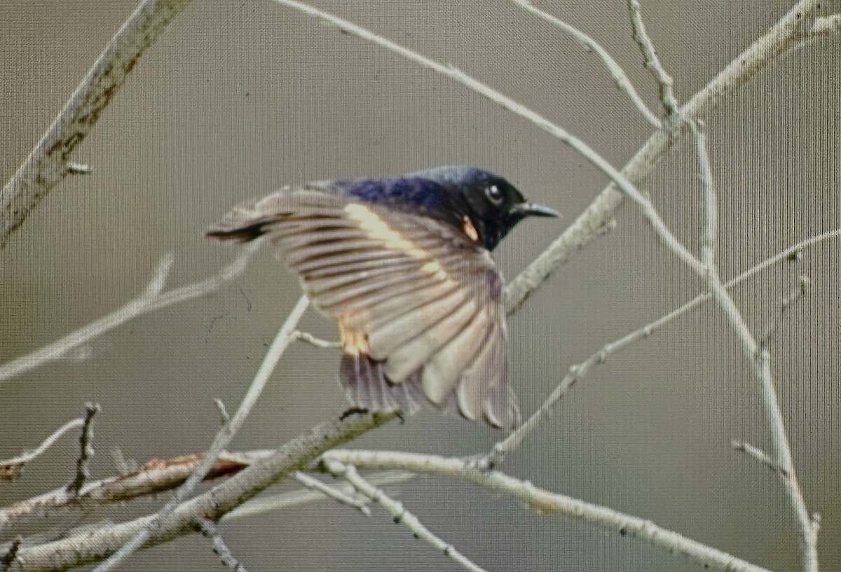 American Redstart - Darchelle Worley