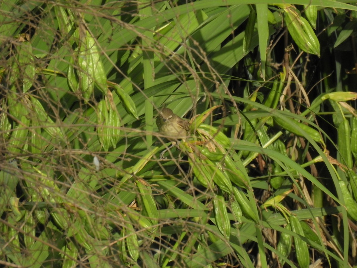 Oriental Reed Warbler - ML619870453