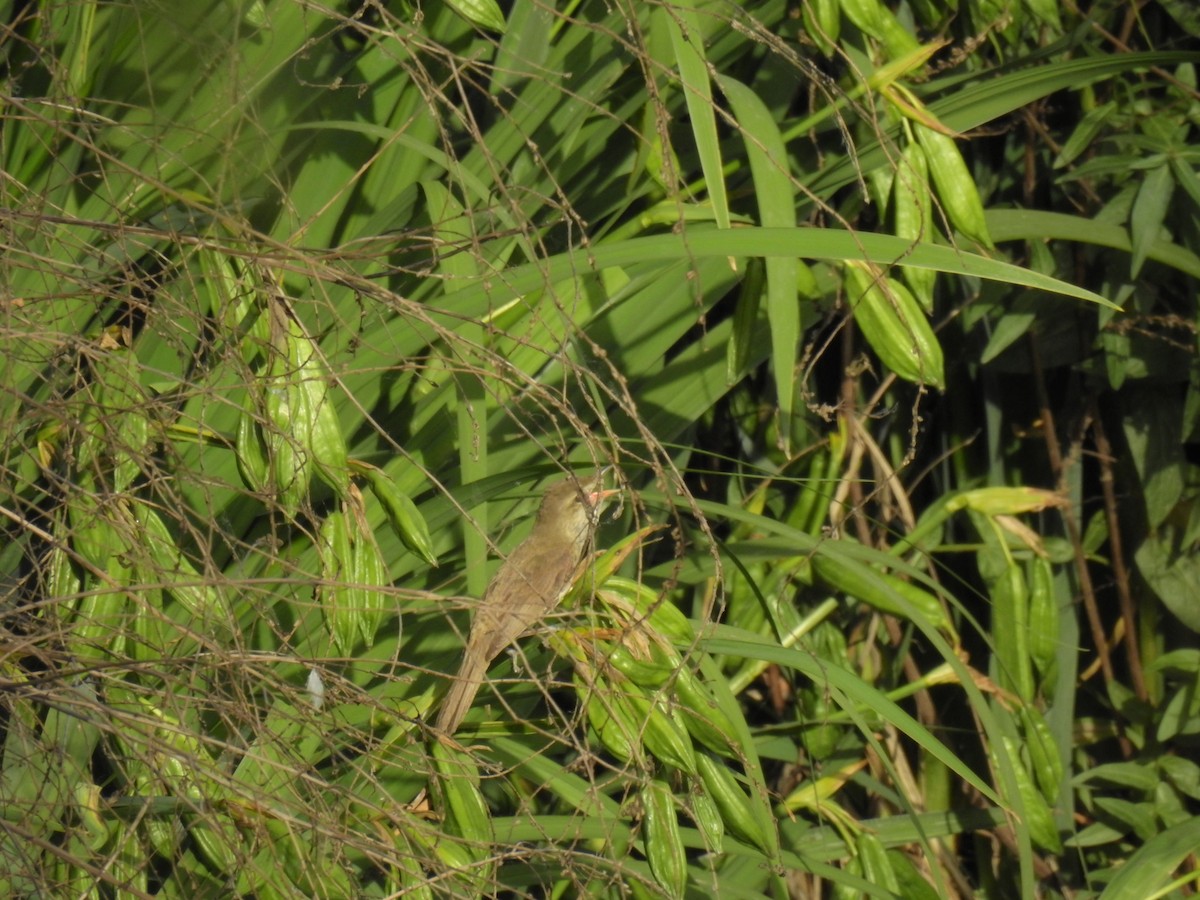 Oriental Reed Warbler - ML619870456