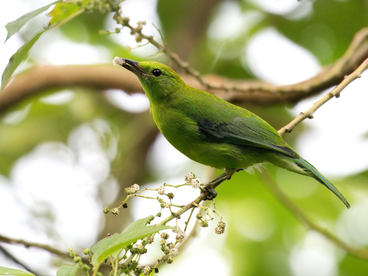 Blauflügel-Blattvogel - ML619870458