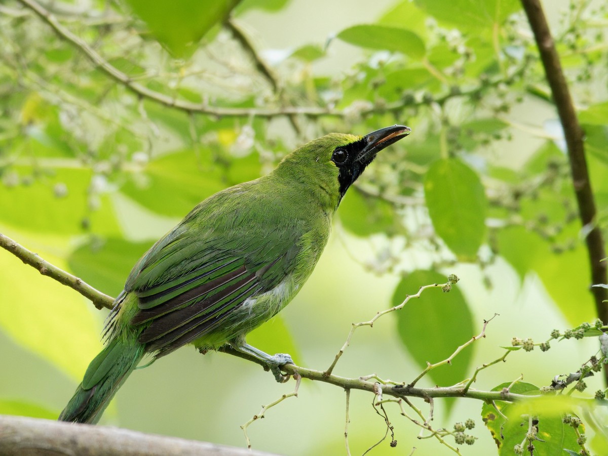 Greater Green Leafbird - ML619870466