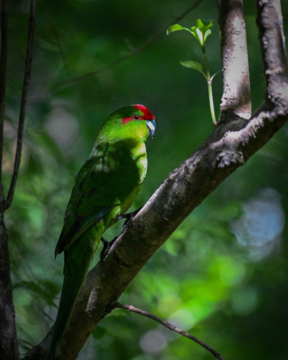 Red-crowned Parakeet - ML619870472