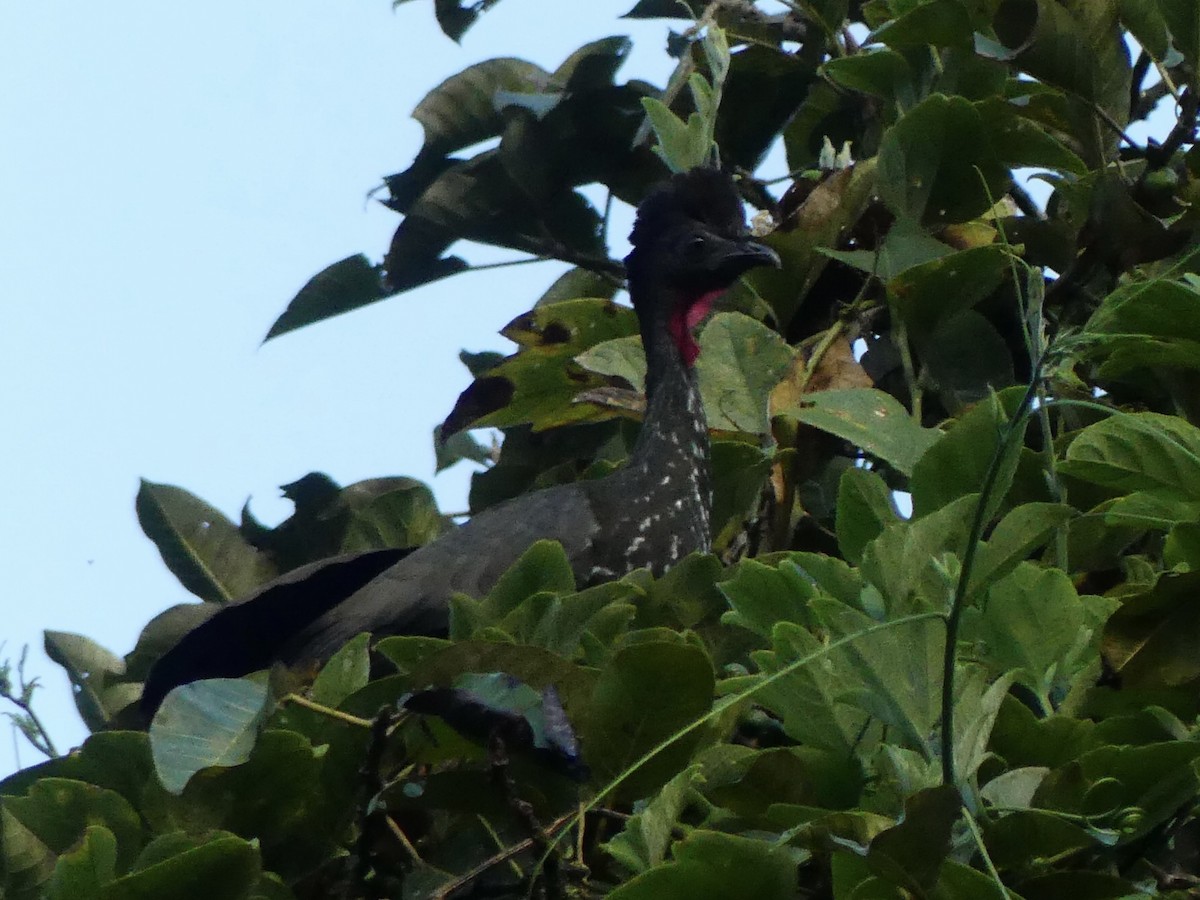 Crested Guan - ML619870474