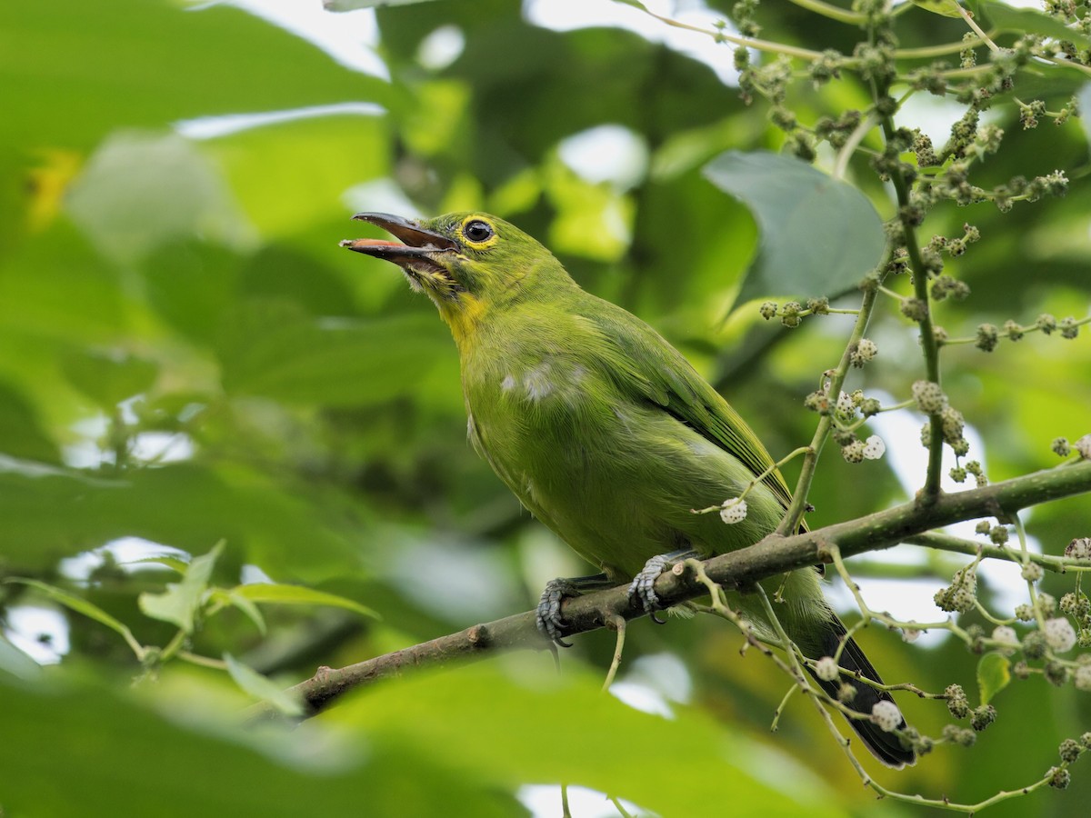 Greater Green Leafbird - ML619870476