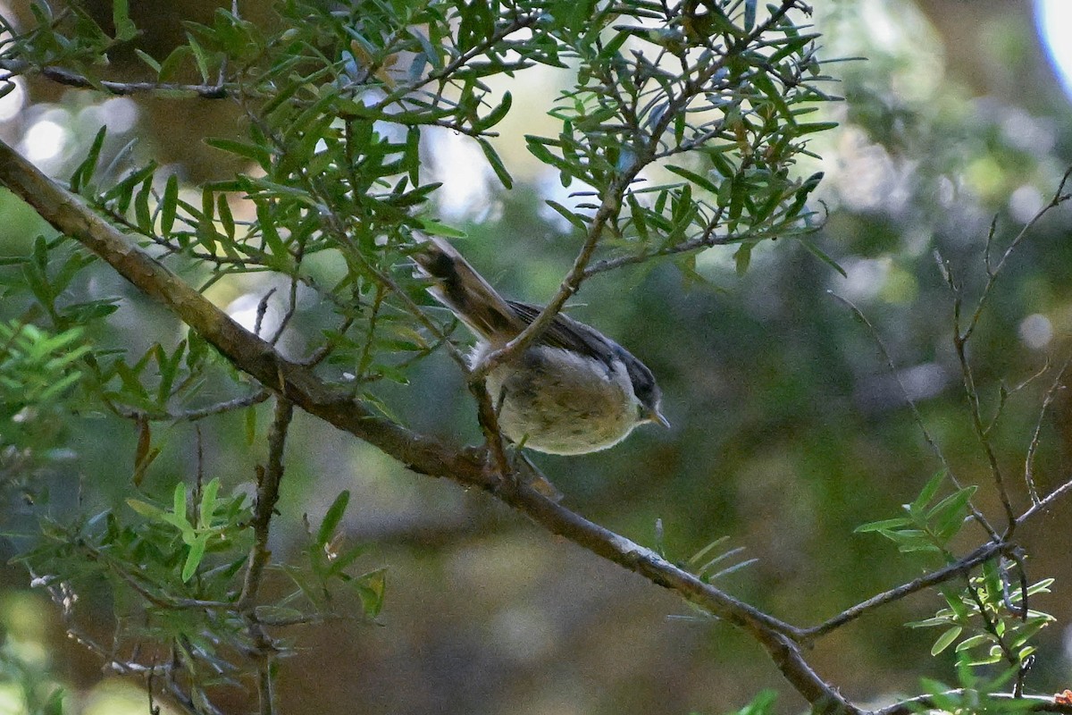 Braunköpfchen - ML619870484