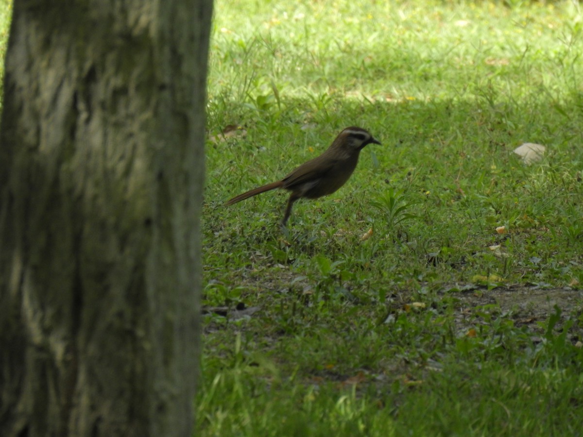 White-browed Laughingthrush - ML619870488