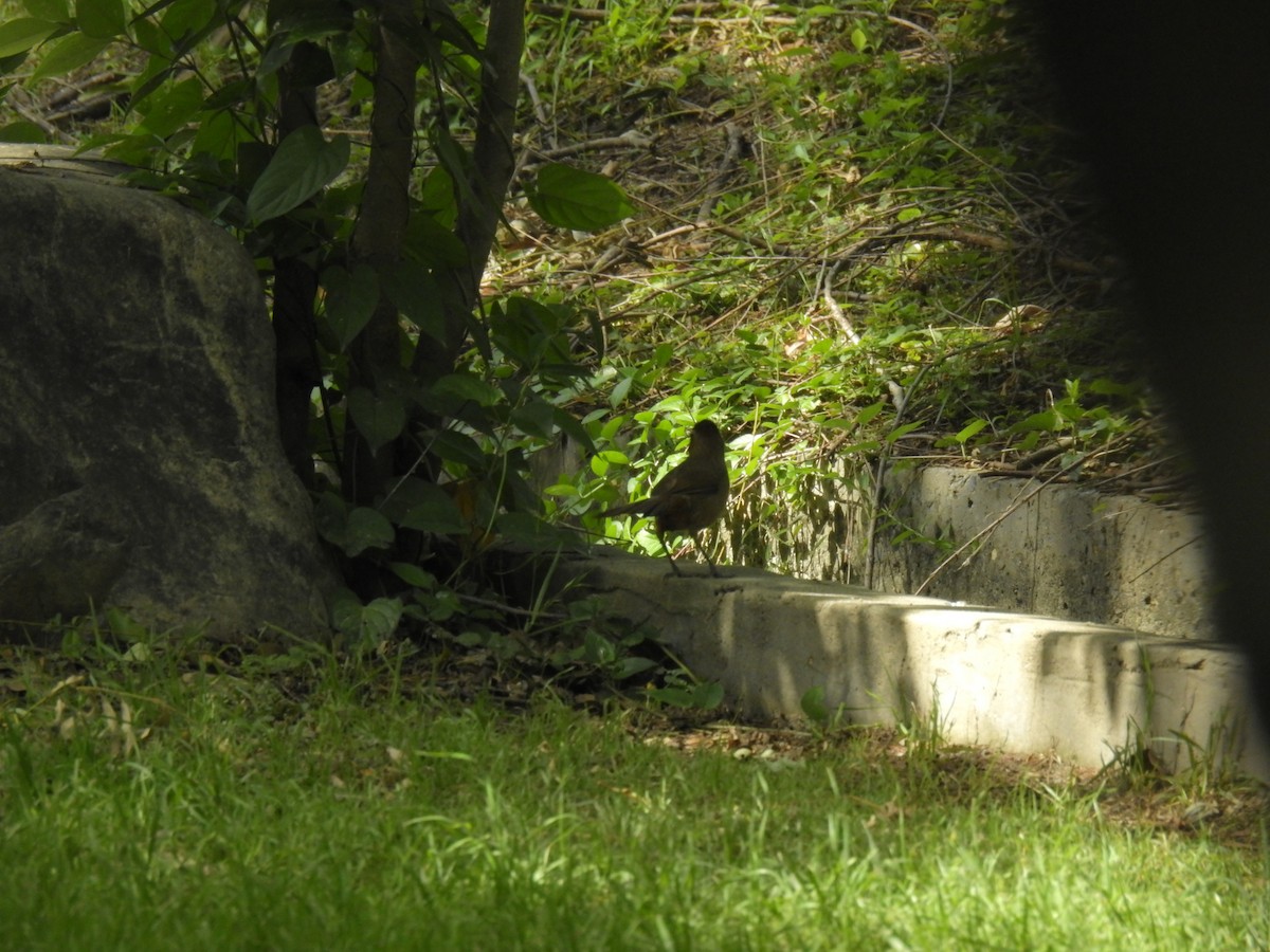 White-browed Laughingthrush - ML619870490