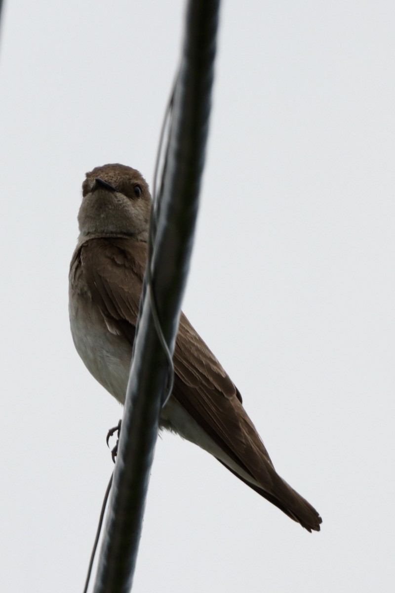 Northern Rough-winged Swallow - ML619870514