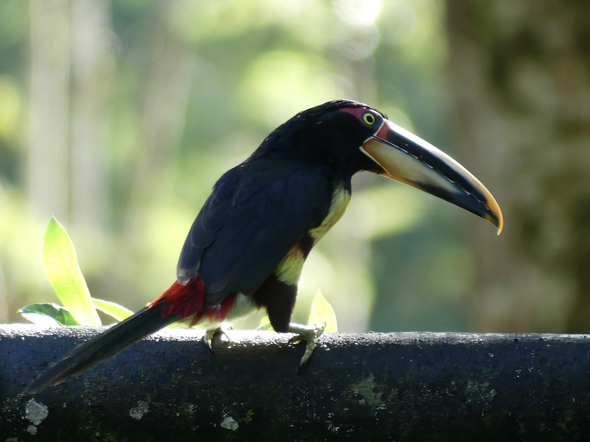 Collared Aracari (Pale-mandibled) - Drake Bowser