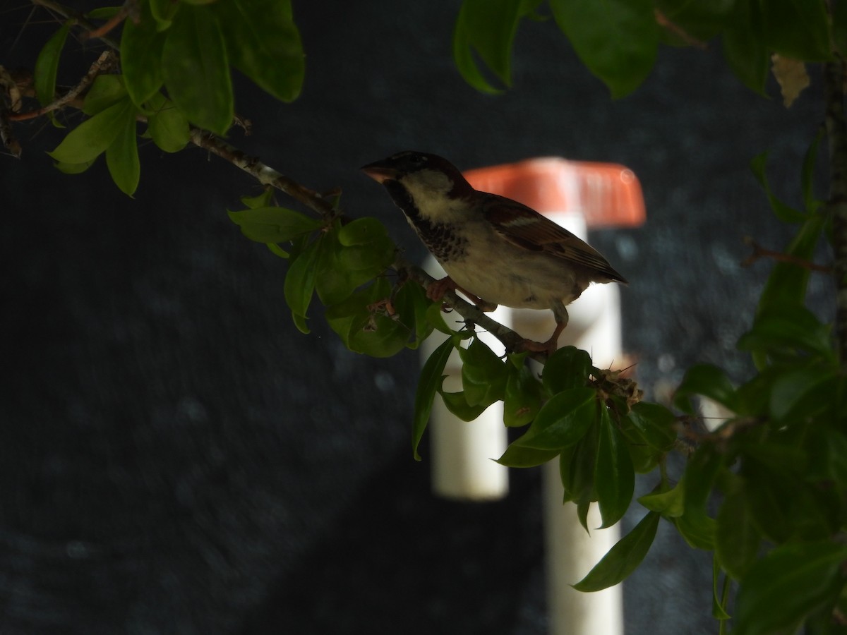 House Sparrow - ML619870525