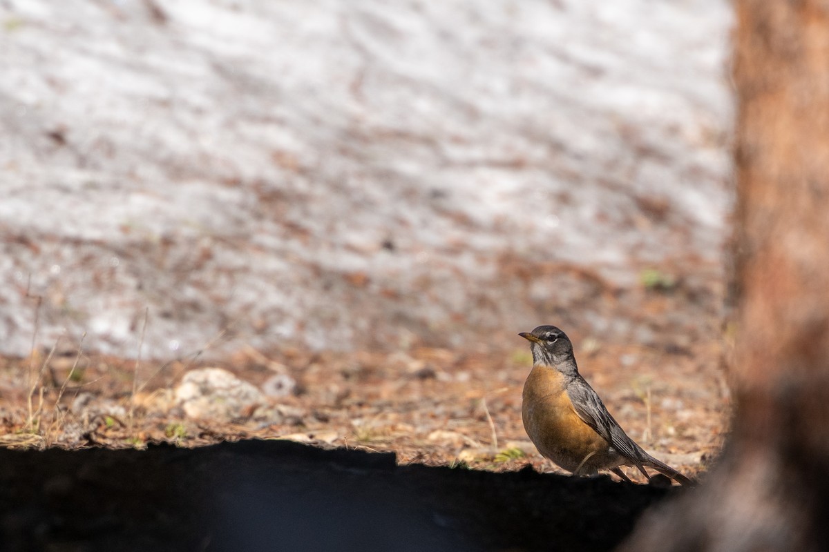 American Robin - ML619870529