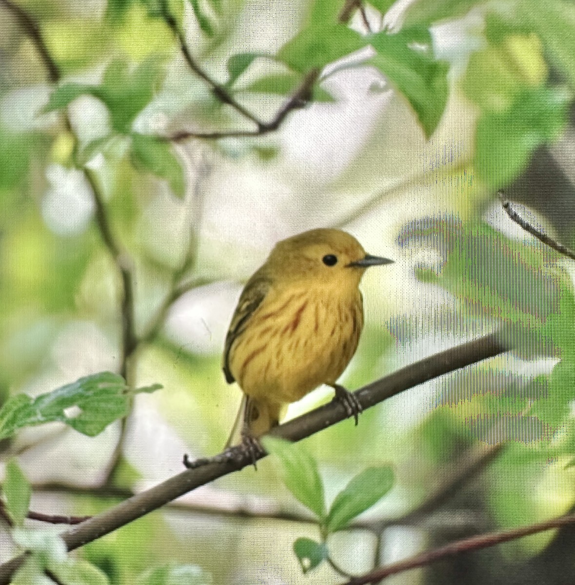 Yellow Warbler - ML619870532