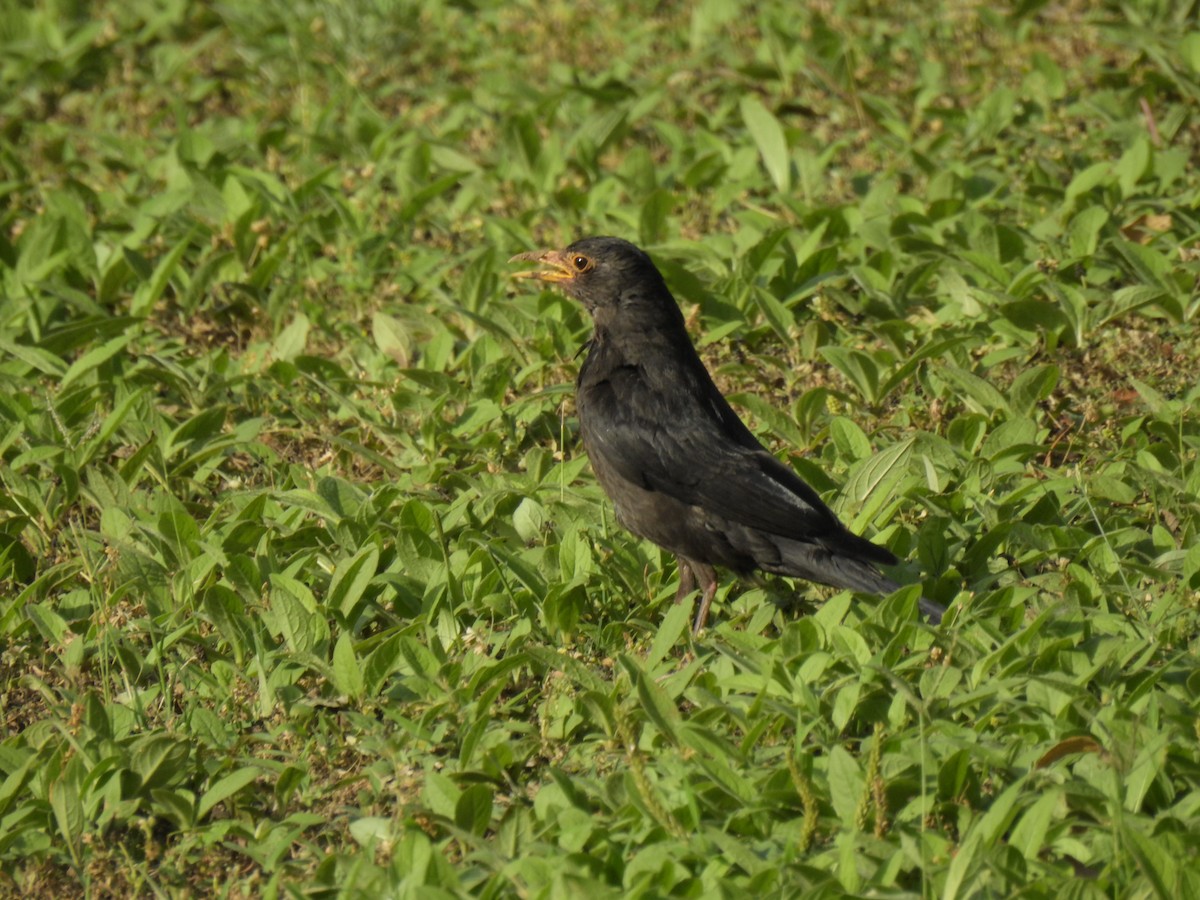 Chinese Blackbird - ML619870537