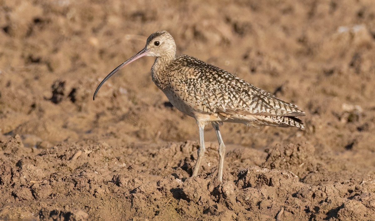 Long-billed Curlew - ML619870539
