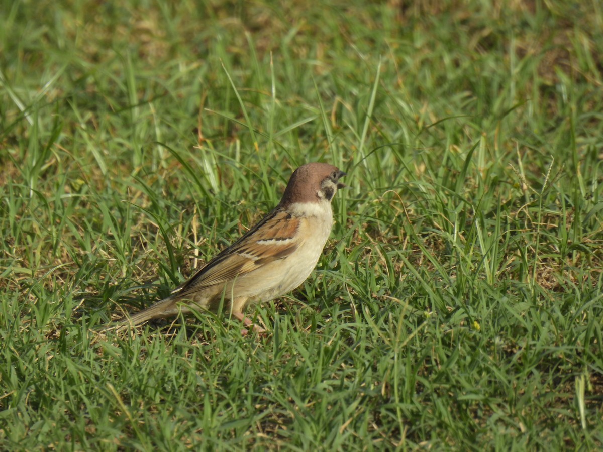 Eurasian Tree Sparrow - ML619870541