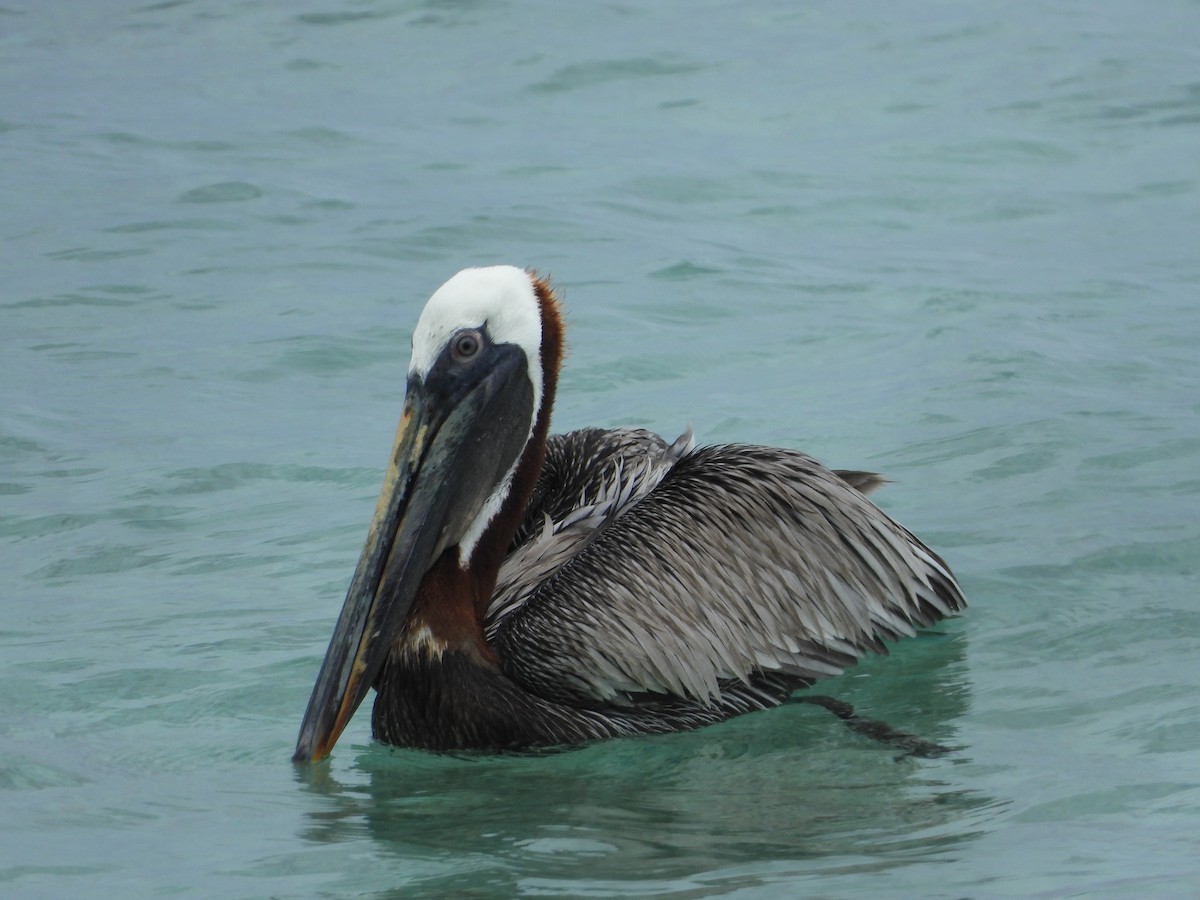 pelikán hnědý - ML619870546