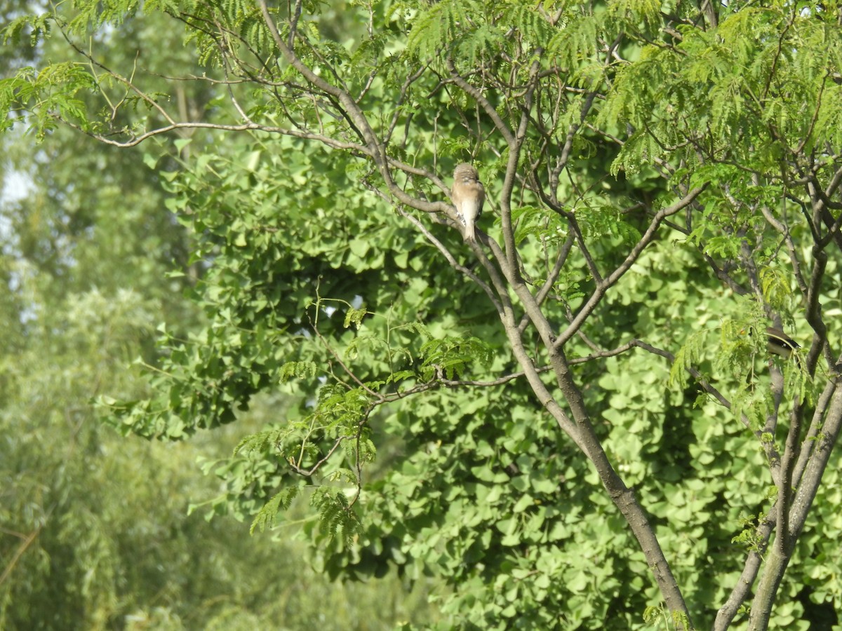 Yellow-billed Grosbeak - ML619870562