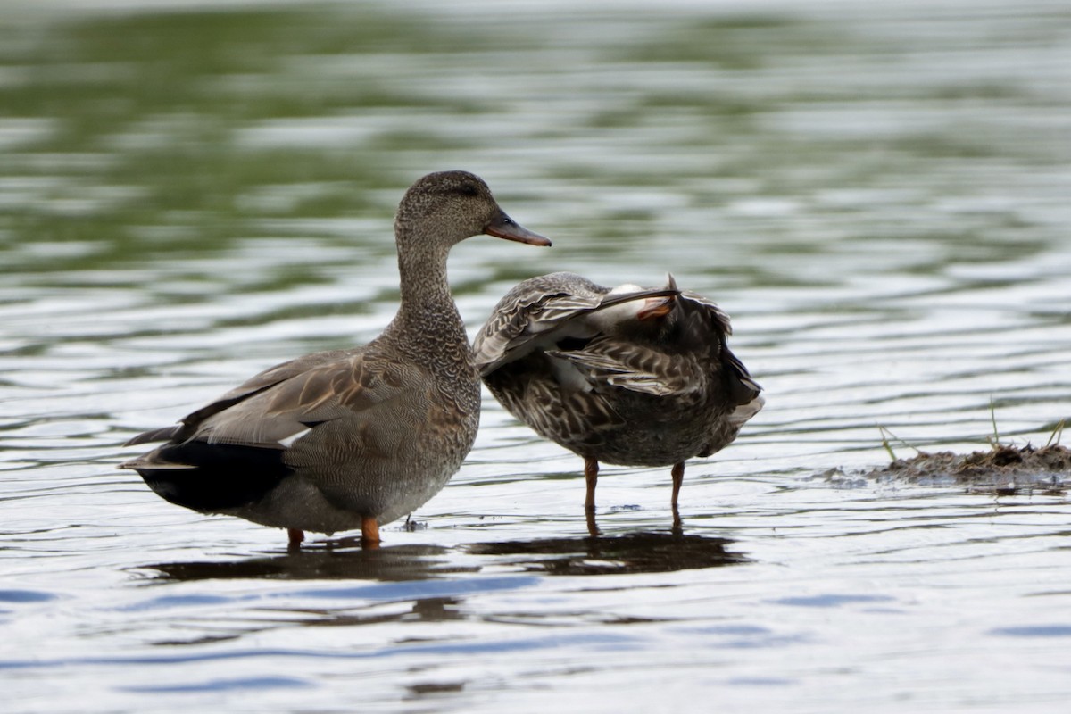 Gadwall - ML619870571