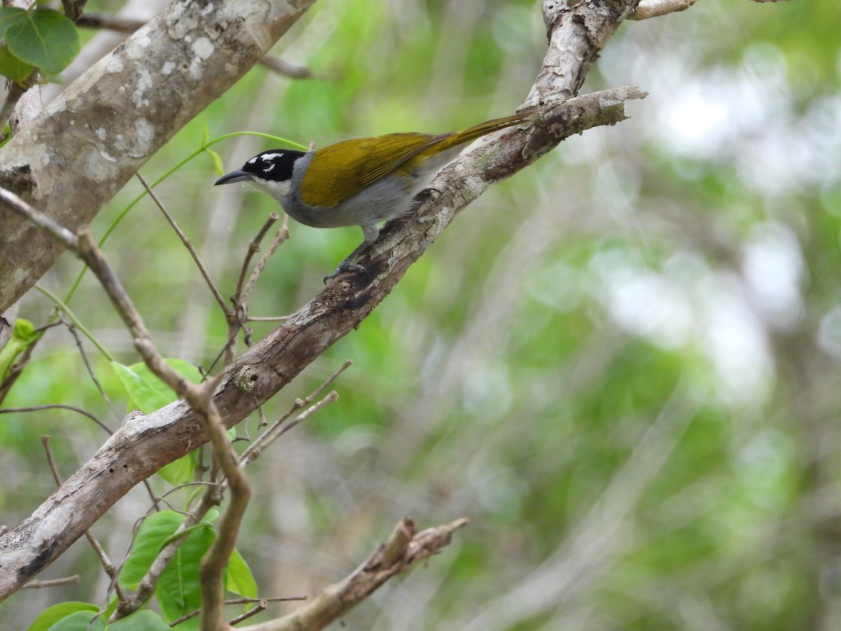 Black-crowned Palm-Tanager - Jeff Percell