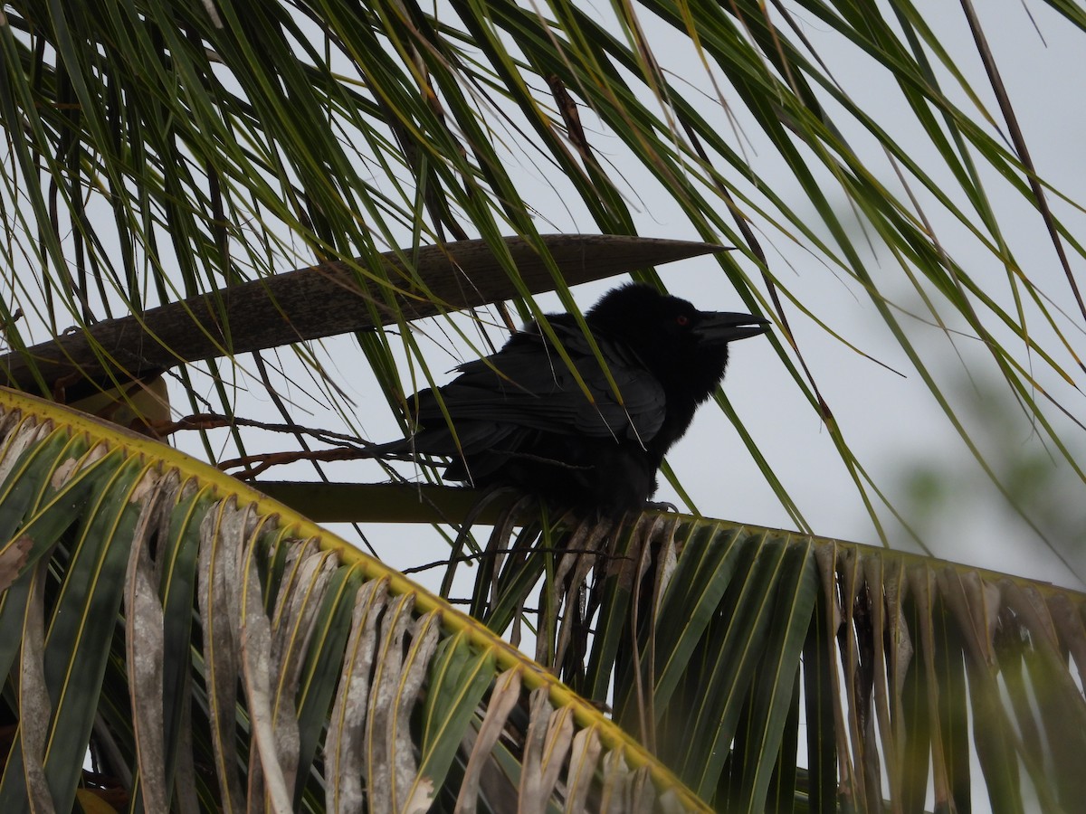 White-necked Crow - ML619870576