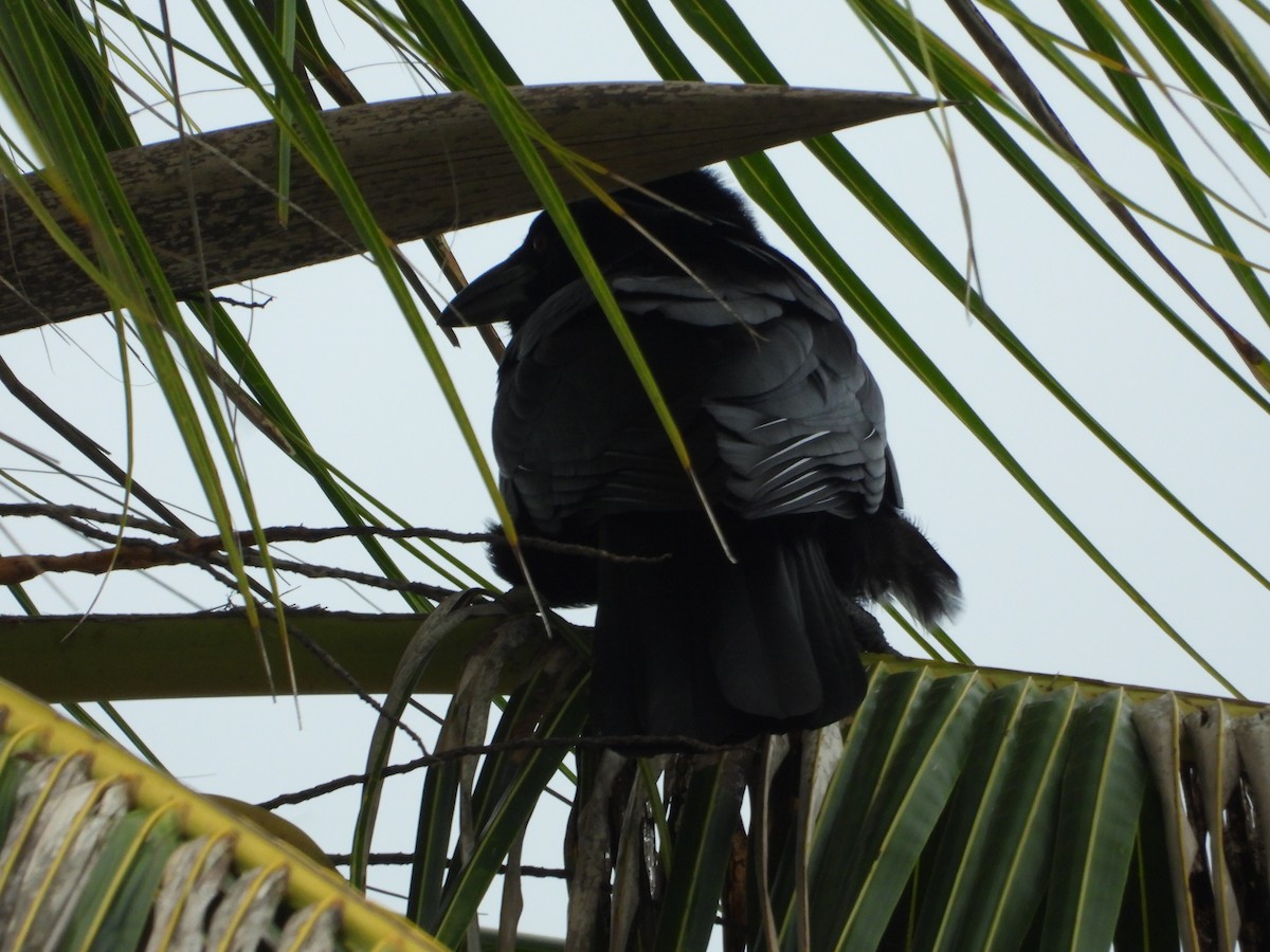 White-necked Crow - ML619870577