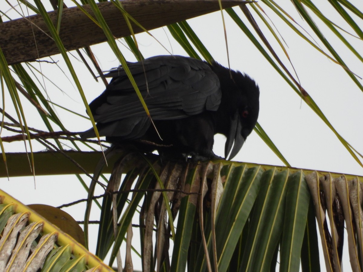 White-necked Crow - ML619870578