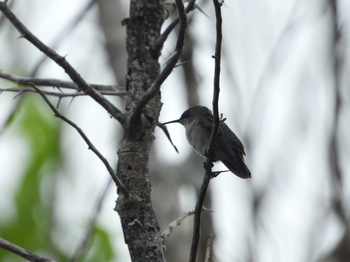 Vervain Hummingbird - ML619870584