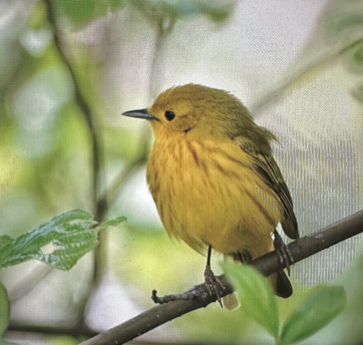 Yellow Warbler - ML619870587