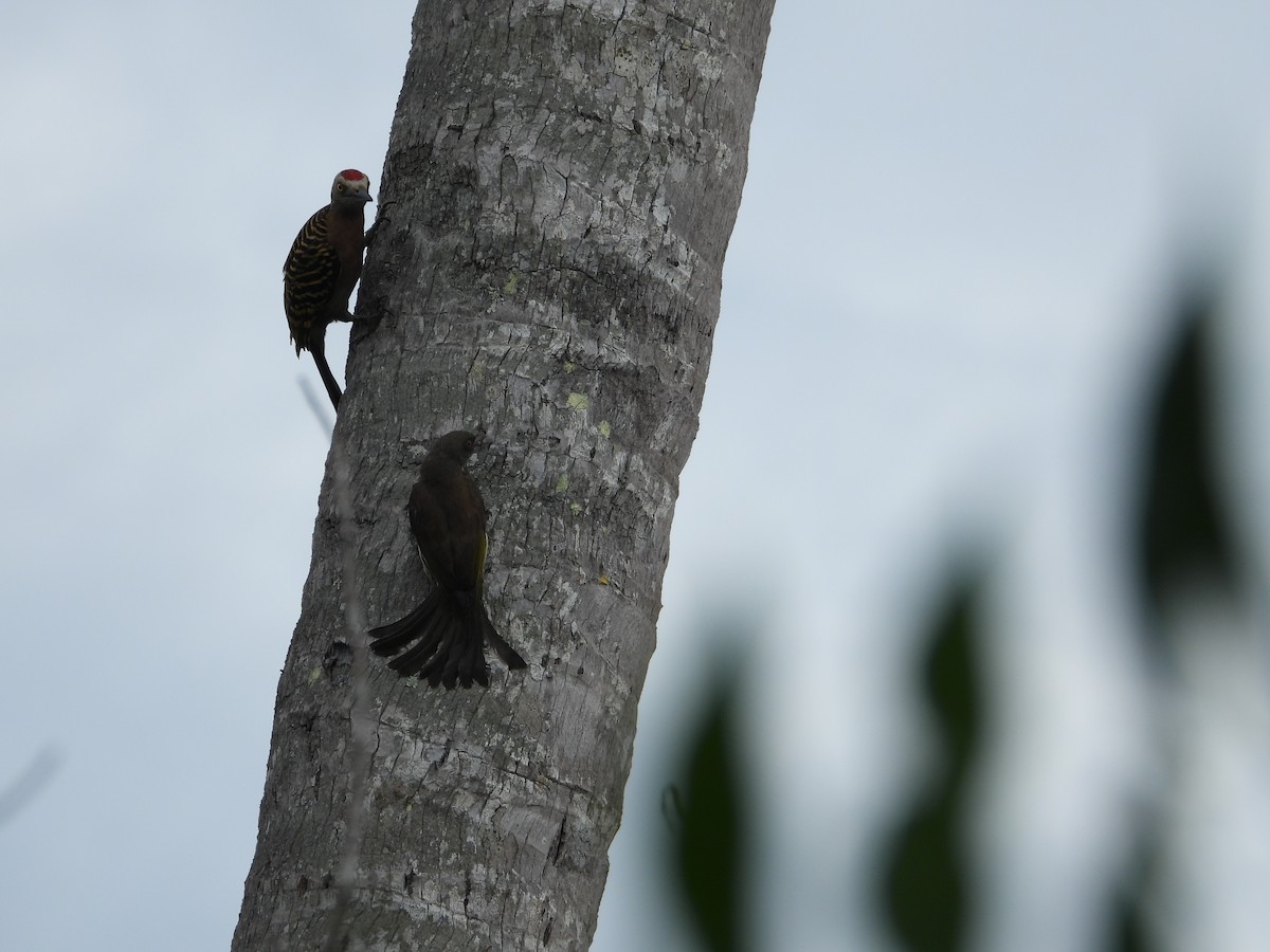 Hispaniolan Woodpecker - ML619870592