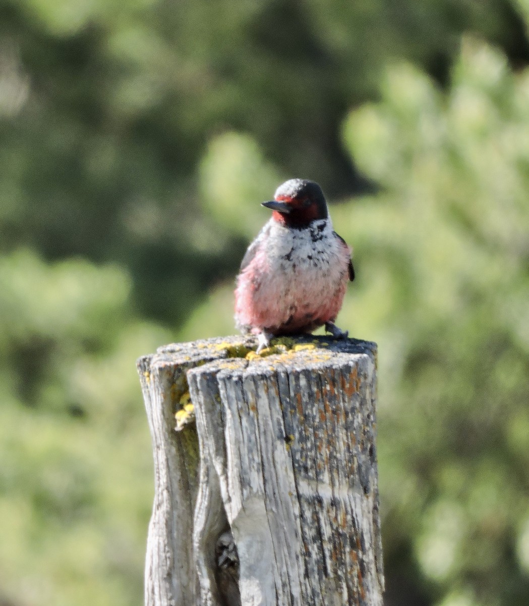 Lewis's Woodpecker - ML619870595