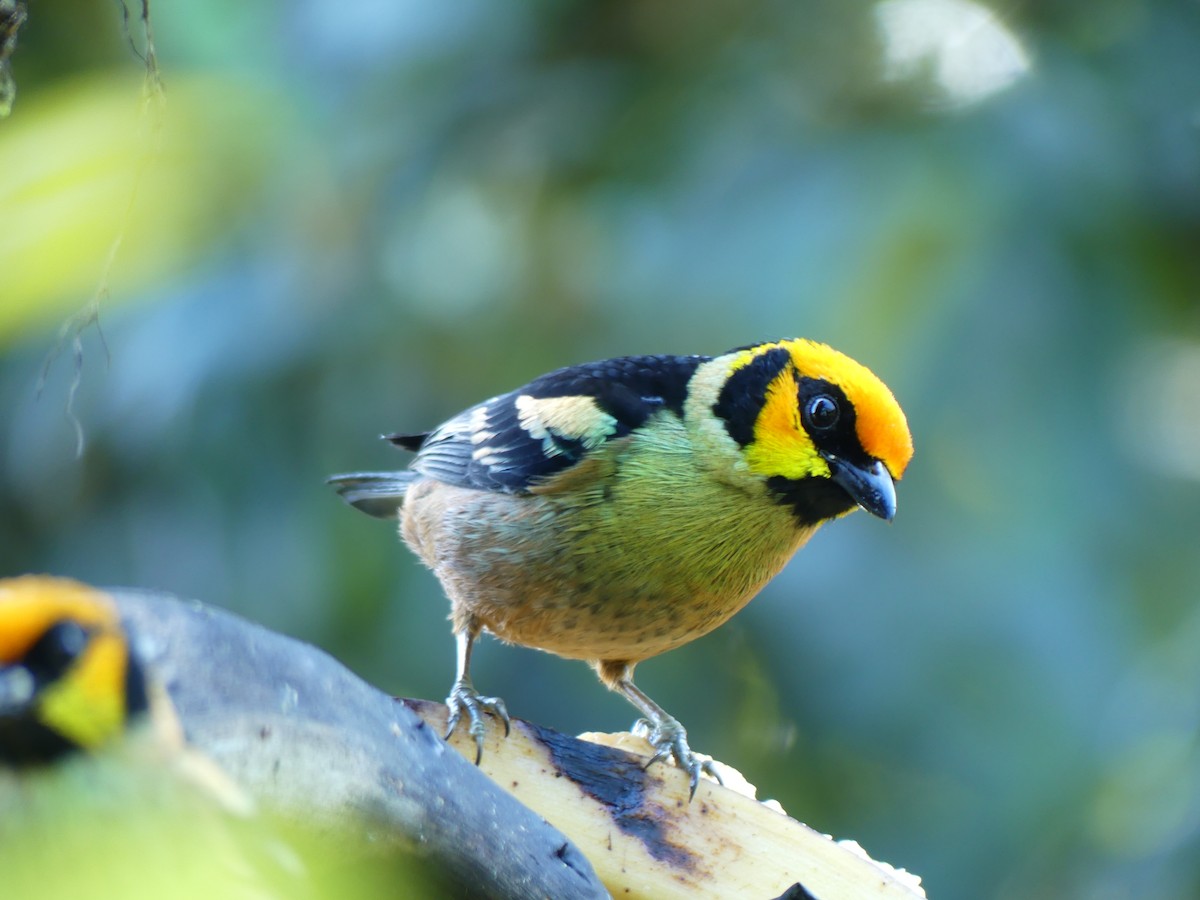 Flame-faced Tanager (Yellow-faced) - ML619870596