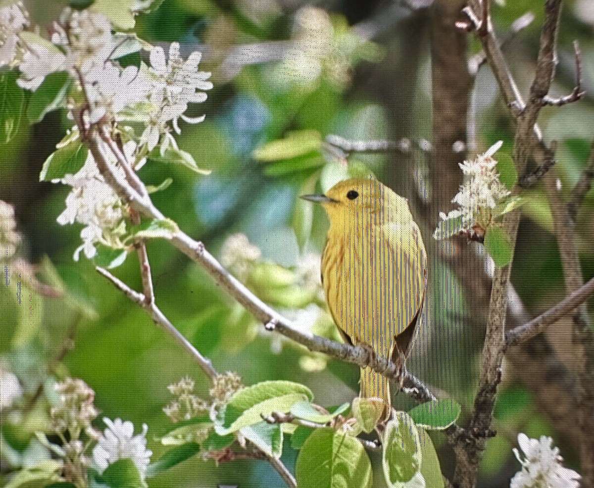 Yellow Warbler - ML619870599